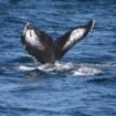 Whale flukes are unique among species and individuals. Researchers use photo identification to identify and monitor individual whales. Photo by Frank Hosek