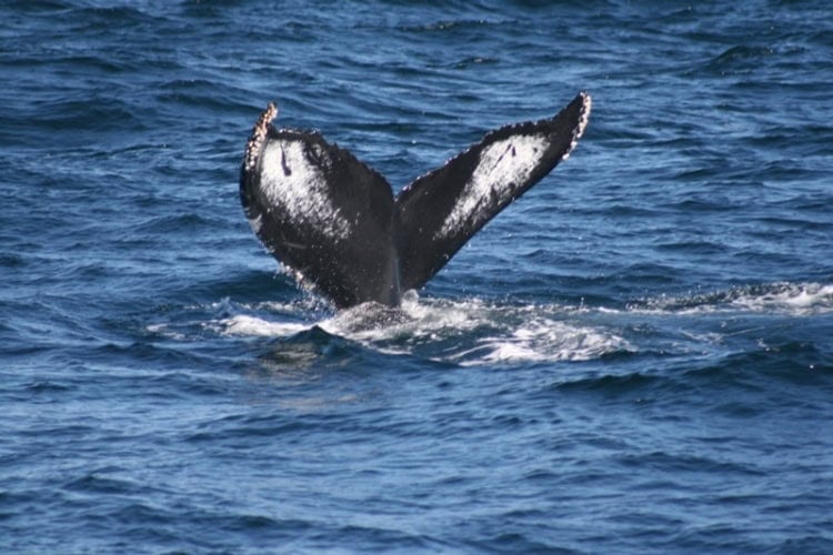 Whale flukes are unique among species and individuals. Researchers use photo identification to identify and monitor individual whales. Photo by Frank Hosek