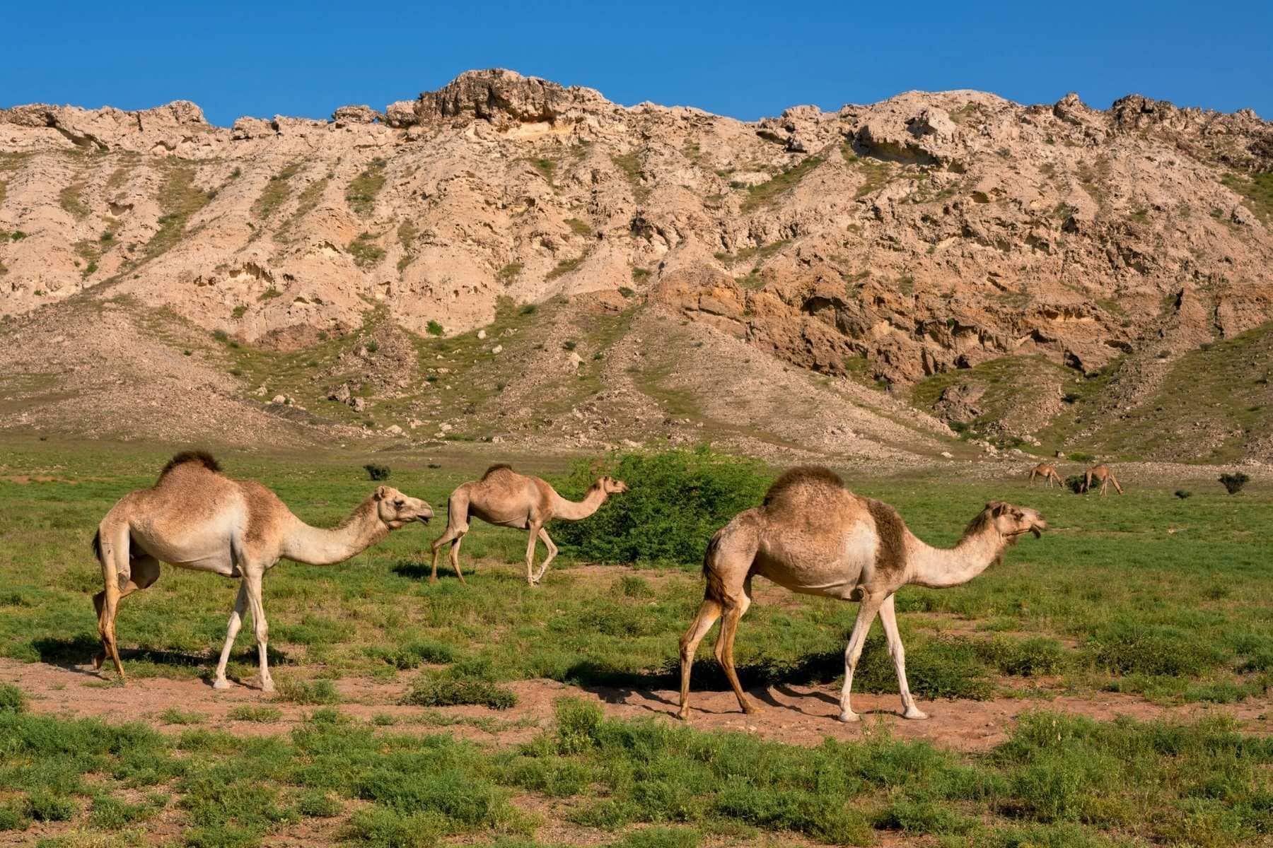 7 Must-Visit National Parks, UNESCO World Heritage Sites and Conservation Areas Around the Globe