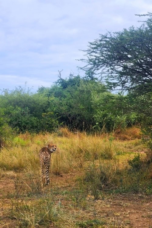 A cheetah in Hluhluwe-iMfolozi Park. Image by Janine Avery