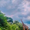 A giraffe roadblock in iSimangaliso Wetland Park. Photo by Janine Avery Pinterest