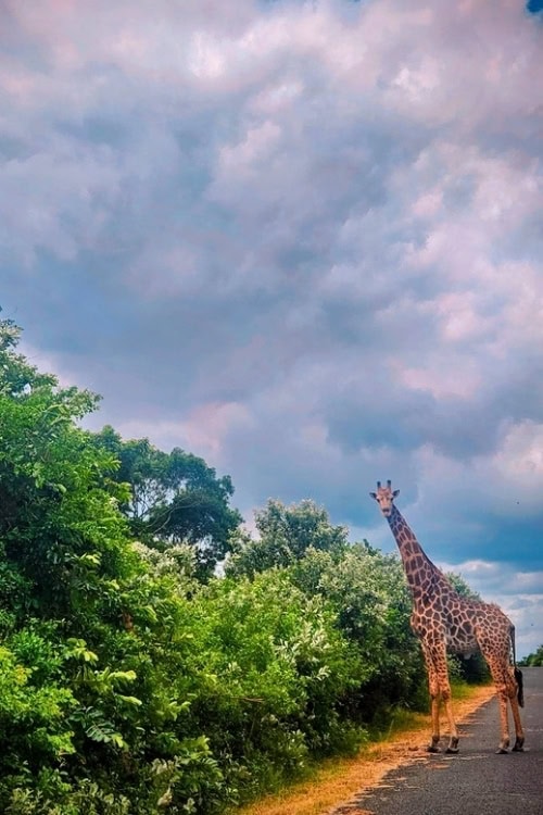 A giraffe roadblock in iSimangaliso Wetland Park. Photo by Janine Avery
