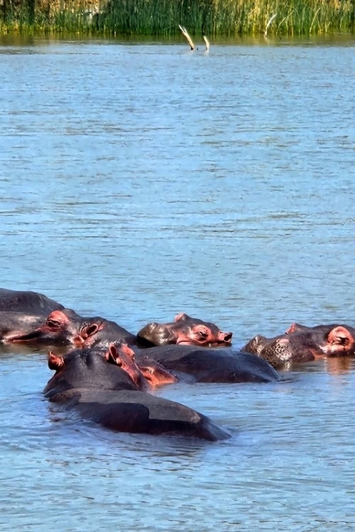 Hippos as seen from the river cruise with Advantage Tours. Image by Janine Avery