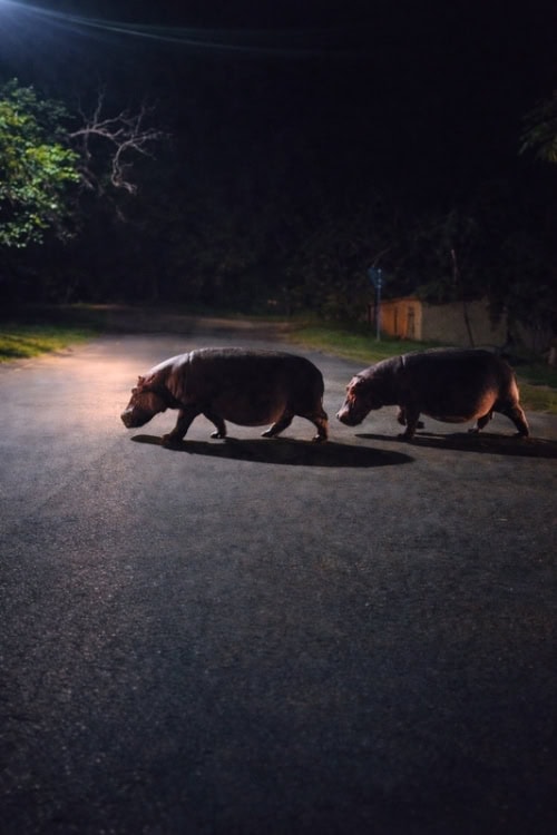 Hippos are often seen walking the streets of St Lucia. Photo by Janine Avery