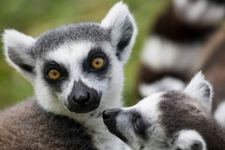 Lemurs in Madagascar. Photo by Diana Parkhouse, Unsplash