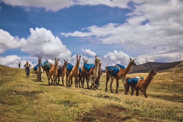 Llamas on the Great Inca Trail, Qhapaq &Ntilde;an, in northern Peru. Photo by Christian Declerq