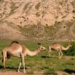 Camels crossing below the Eastern Face of Jebel Faya in Mleiha National Park. Photo courtesy of Mleiha National Park