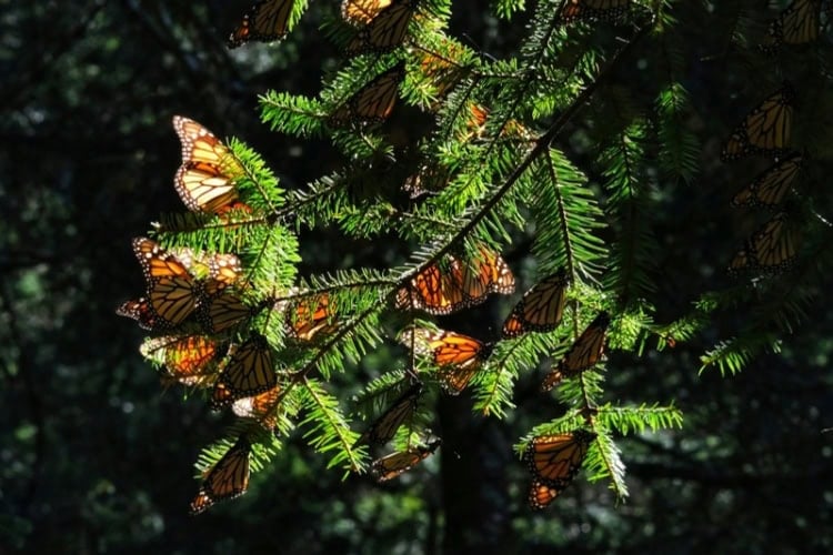 Monarch butterflies on evergreen branches in the Santuario Mariposa Monarca. Photo by Ricardo Olvera