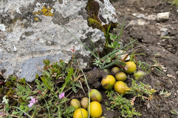 Wild potatoes observed while trekking in northern Peru. Photo by Chana Widawski