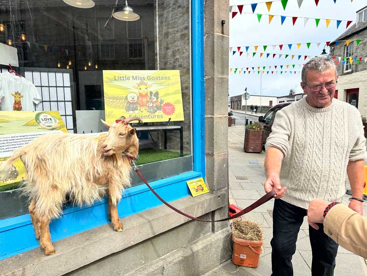 Miss Goatee is the star at Love for Shetland in Lerwick. Photo by Janna Graber