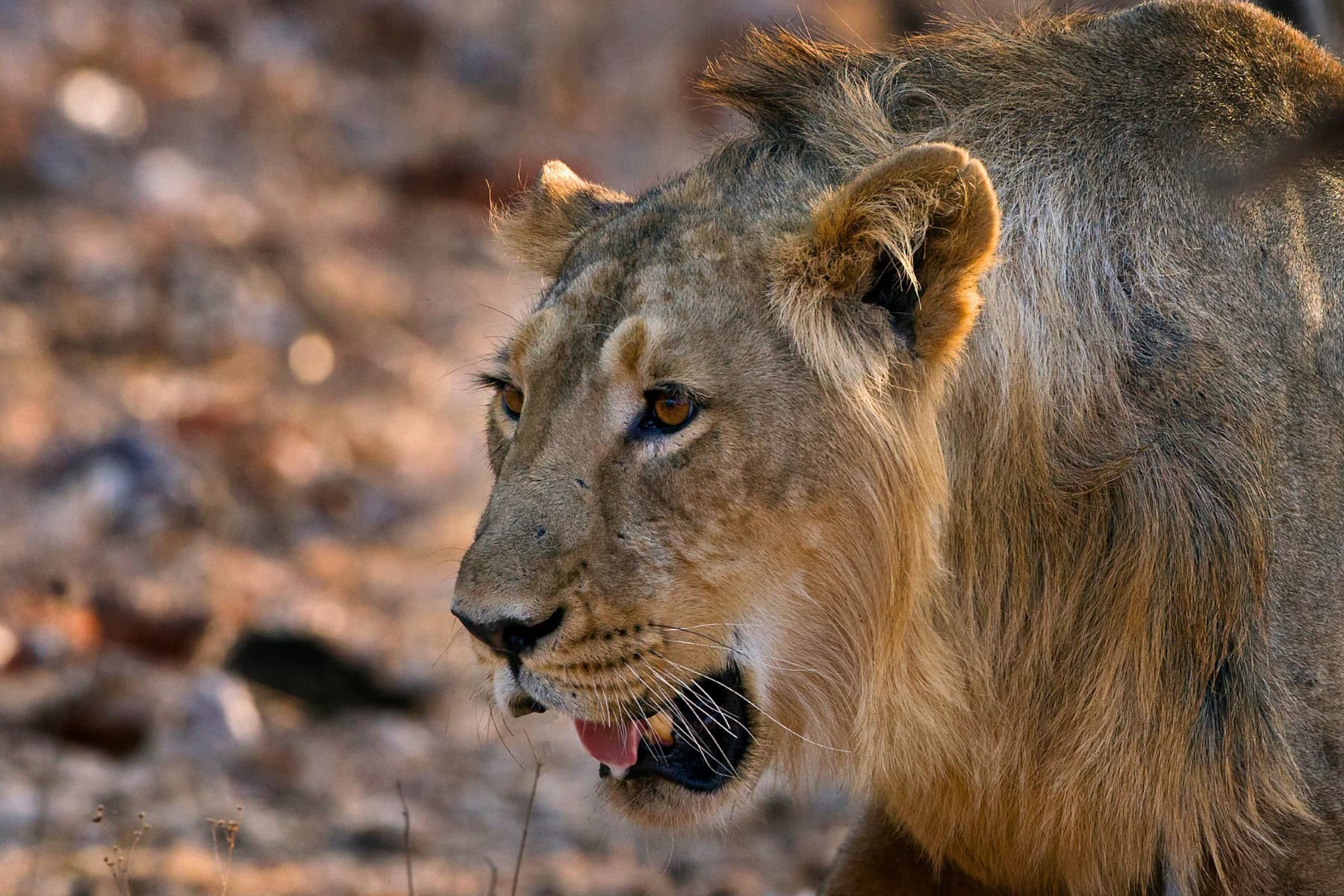 Asiatic Lion at Gir, India. Photo by sabirmallick from Getty Images Signature via Canva