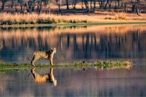 Bengal Tiger in Ranthambhore National Park. Photo by Prasanna S via iStock