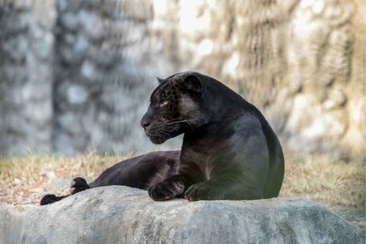 Black panther on a rock. Photo by Denishan Joseph, Pexels
