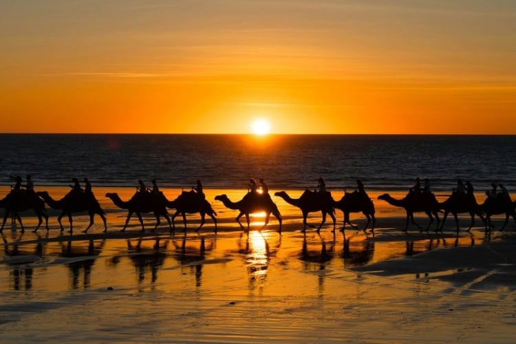 Camels on the beach during sunset. Photo by Christian Taylhardat, Unsplash
