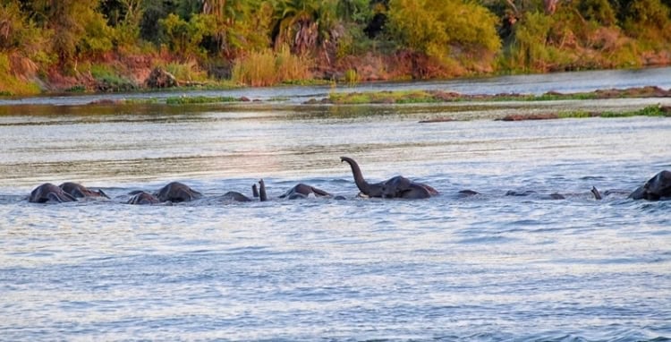 Elephant herd crossing a river with young calves nudged into the water. Photo by Tab Hauser