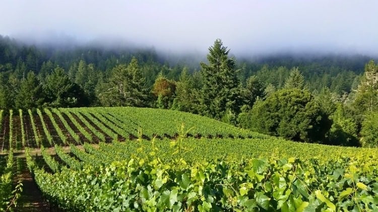 Fog above the ridge in the Santa Cruz Mountains. Photo courtesy of Wines of the Santa Cruz Mountains