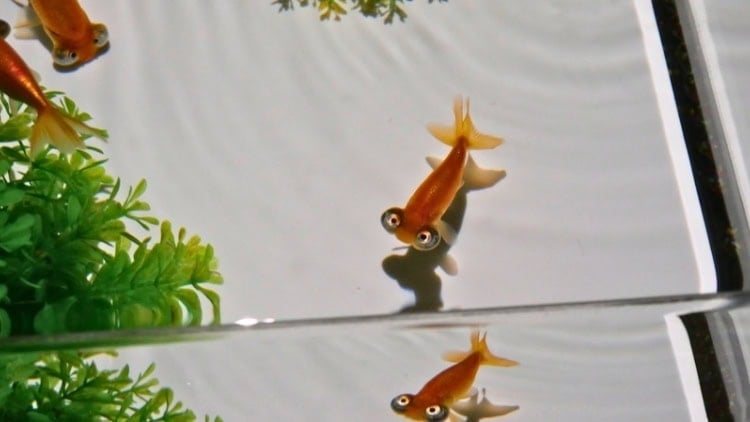 A goldfish ready for its close up at Tokyo's Aquarium Art Museum. Photo by Alexander Goodman