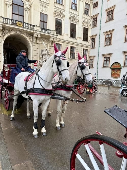 The beautiful horses that lead the carriages in Vienna's historic center. Photo by Meryl Pearlstein