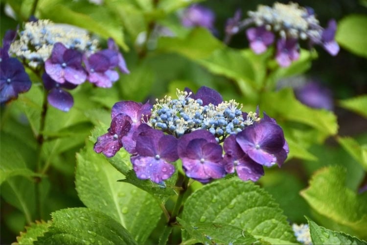 Hydrangea in the author's garden. Photo by the author
