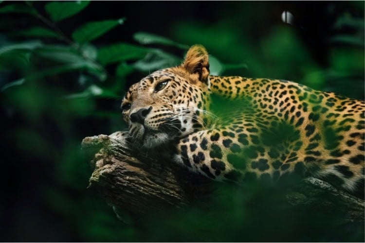 Leopard resting on a tree branch. Photo by CHUTTERSNAP, Unsplash