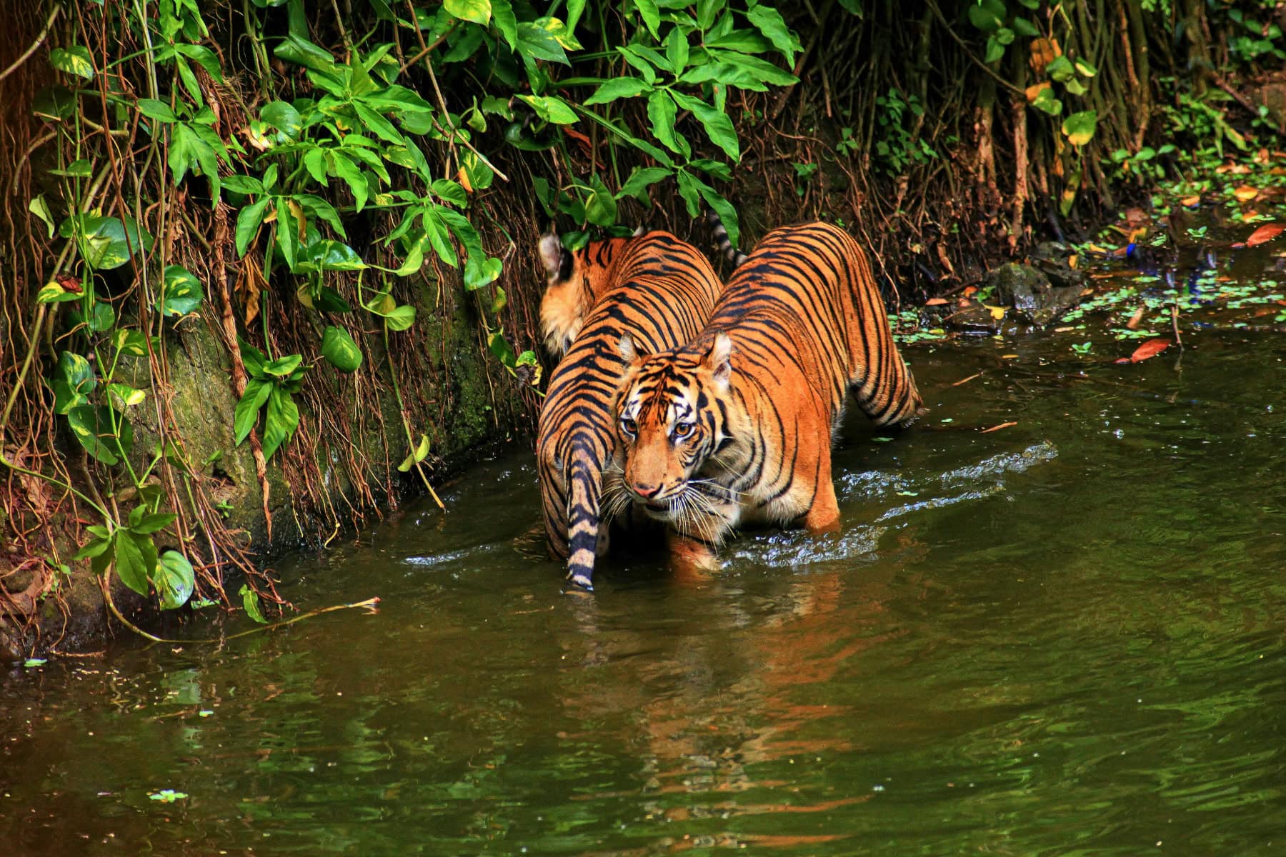 Mangrove tigers. Photo by meheng de from Pexels via Canva