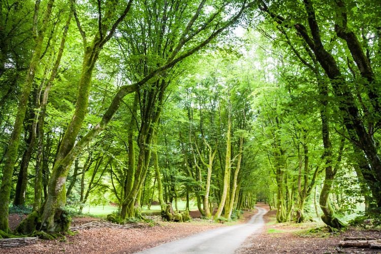 Forest in Morvan Regional Natural Parc.