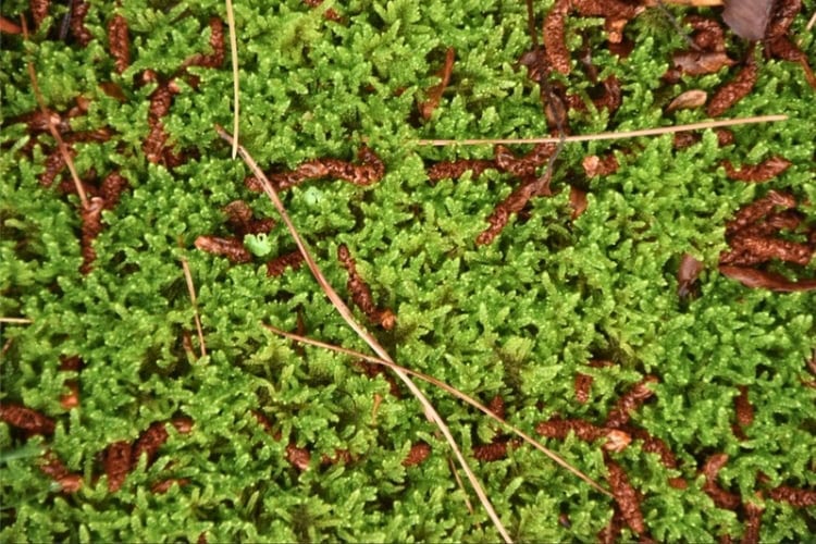 Moss in the author&rsquo;s garden