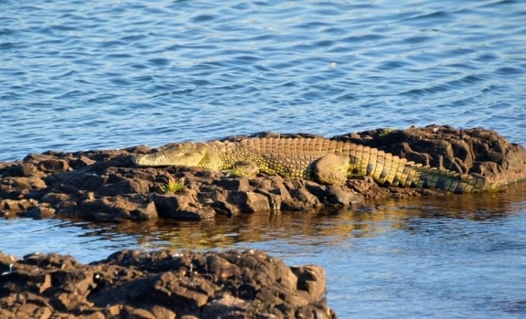 Nile Crocodiles seen on sunset cruise above the falls. Photo by Tab Hauser