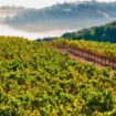 Fog above the ridge in the Santa Cruz Mountains, California. Photo courtesy of Wines of the Santa Cruz Mountains