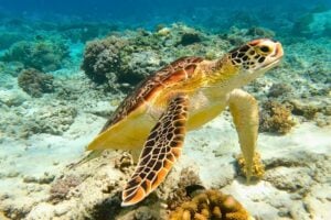 Sea turtle swimming over a coral reef in Bali, Indonesia. Photo by Aria Bima, Unsplash