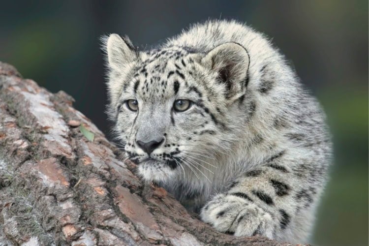 Snow leopard. Photo by Robert Sachowski, Unsplash