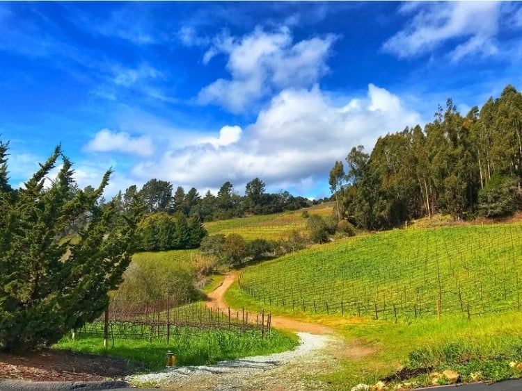 A natural wildlife corridor at Alfaro Family Vineyards & Farm Cottage Wines. Photo courtesy of Wines of the Santa Cruz Mountains