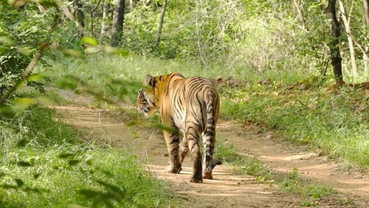 Tiger at Ranthambore. Photo by Lakshmi Narasimha, Unsplash