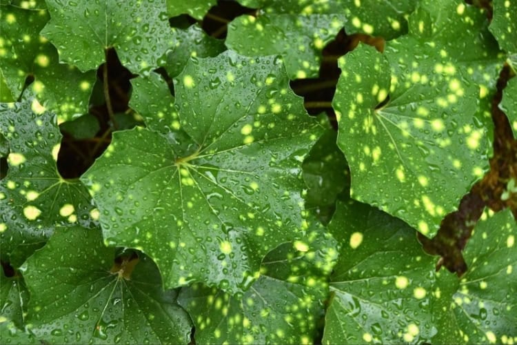 Variegated leopard plant in the author&rsquo;s garden. Photo by the author