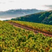 Vines amongst mountain top in the Santa Cruz Mountains AVA, California. Photo courtesy of Wines of the Santa Cruz Mountains