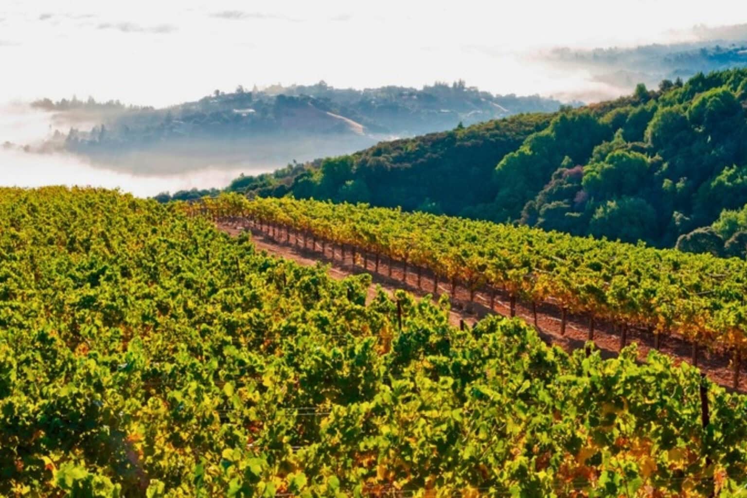 Vines amongst mountain top in the Santa Cruz Mountains AVA, California. Photo courtesy of Wines of the Santa Cruz Mountains
