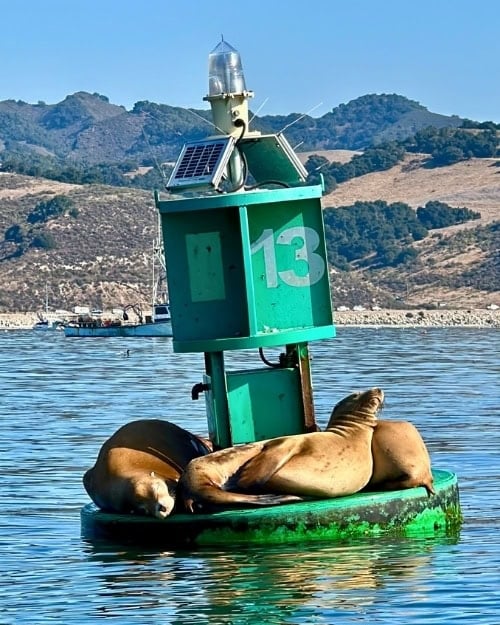 A group of sea lions basking on a buoy in Avila Beach. Photo by Isabella Miller