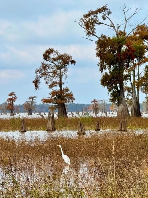 Bird in the swamp shallows during an airboat ride. Photo by Terri Colby