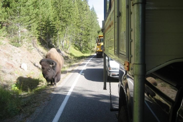 Bison near the West Entrance. Photo by Brent Cassie