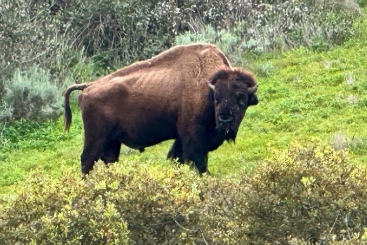 Descendant of legendary buffalo herd left on island after a movie shoot in the 1920s. Photo by Don Mankin