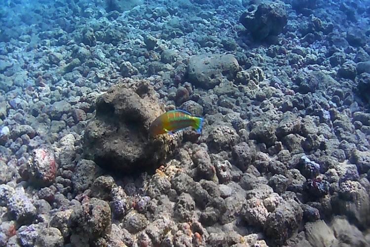 A Christmas wrasse, known locally as "Awela," swims in the rocky lagoon area at Poipu Beach. Photo by Karla Freimuth