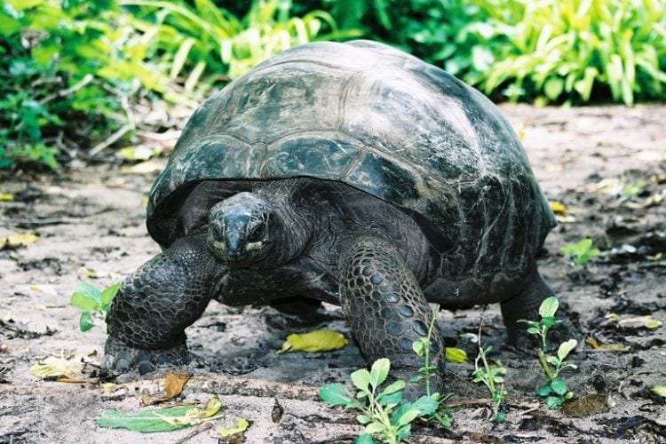 A large land tortoise