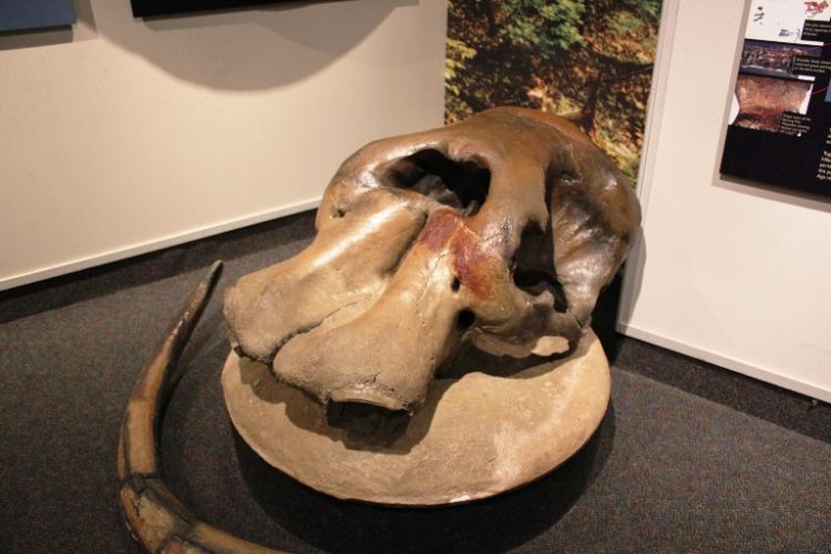 Mastodon fossils