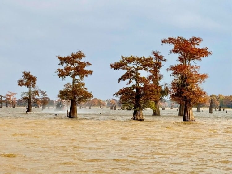 Cypress trees in the Atchafalaya Basin. Photo by Terri Colby