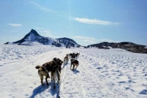 Our dog-sled team gives us an exhilarating tour of Mendenhall Glacier. Photo by Dorothy Maillet