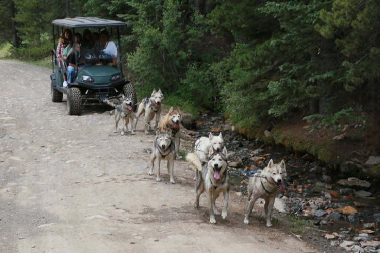 Dog-sledding in a golf cart. Photo courtesy of Good Times Adventures