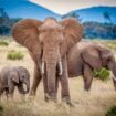 Elephant family grazing in Samburu National Reserve, Kenya. Photo by Teri K. Miller