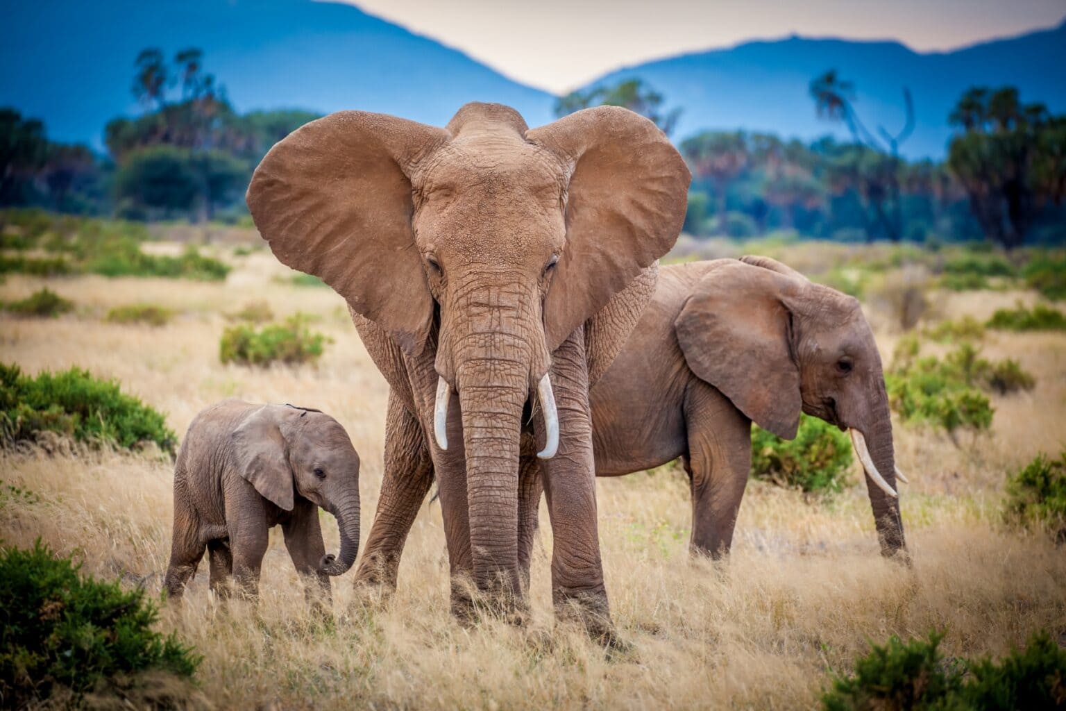 Elephant family grazing in Samburu National Reserve, Kenya. Photo by Teri K. Miller