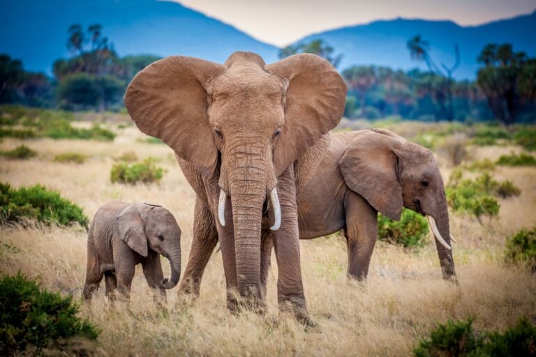 Elephant family grazing in Samburu National Reserve, Kenya. Photo by Teri K. Miller