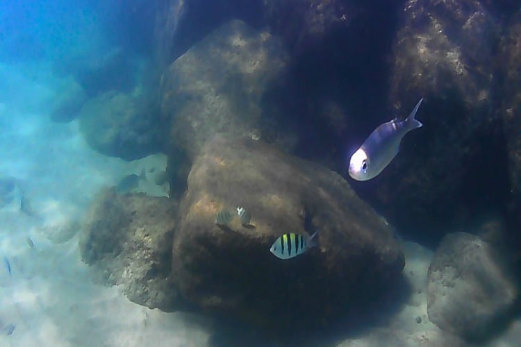 The underwater world at Lydgate Park Beach. Photo by Karla Freimuth